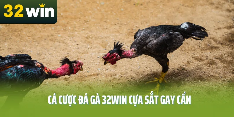 Cá cược đá gà 32Win cựa sắt gay cấn, kịch tính