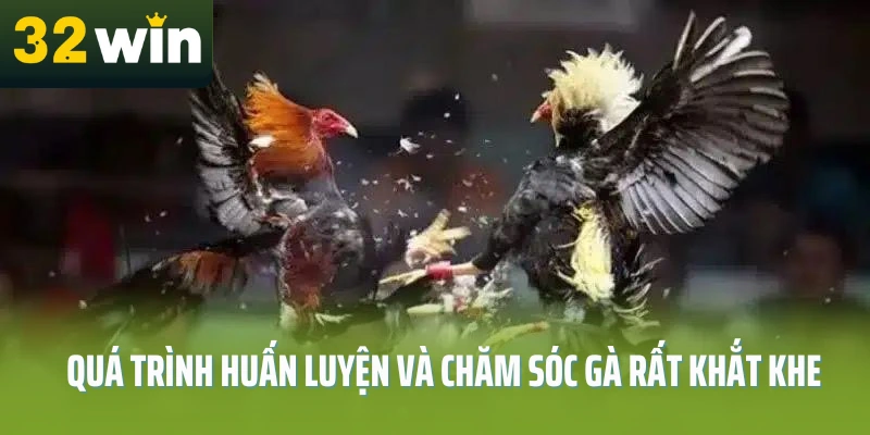 da-ga-choi-c1-32win-qua-trinh
