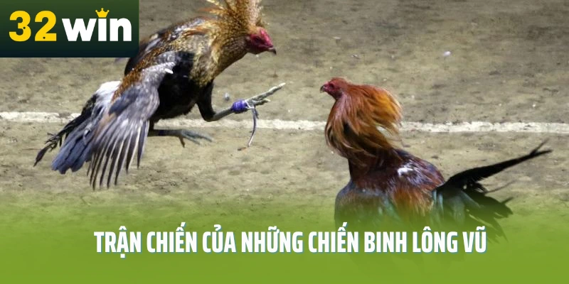da-ga-choi-c1-32win