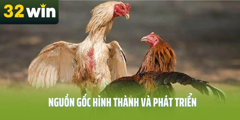 da-ga-don-truc-tiep-thomo-32win-nguon-goc
