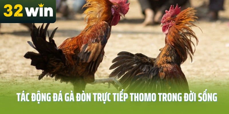 da-ga-don-truc-tiep-thomo-32win-tac-dong
