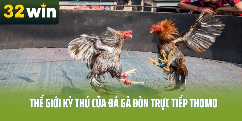 da-ga-don-truc-tiep-thomo-32win